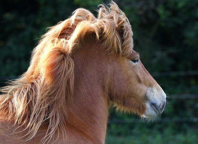 Draumey von Heidmoor (5).jpg